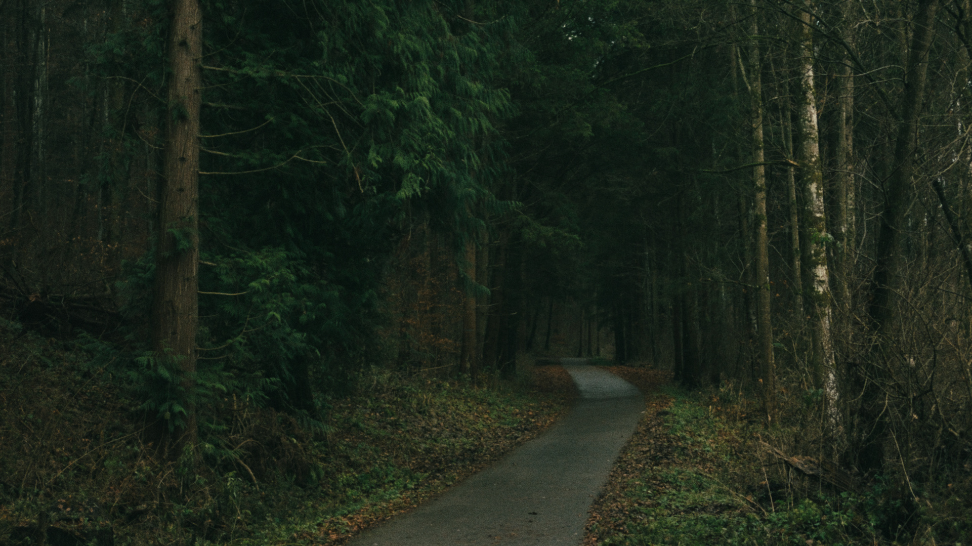 forest